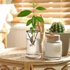 Avocado Tree Growing Kit Wooden Base Starter Vase Avocado Tree Starter Vase Glass Propagation Plant Pot Sprout Growing Vase For 4