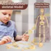 3D Human Body Model Torso Model Educational Assembly Learning DIY Toys Human Anatomy Organ Teaching Tools Early Learning Toys 5