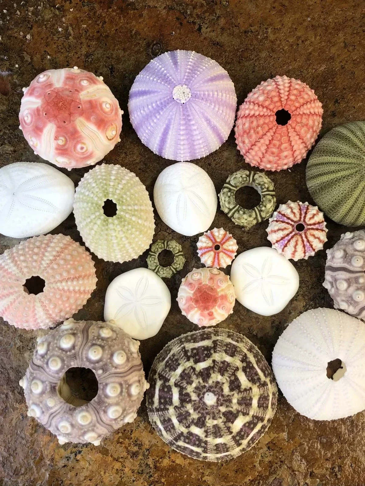 Natural Sea Urchin Beach Shell Conch Creative Handmade Diy Mediterranean Decorative Floor Air Pineapple Succulent Flower Pot