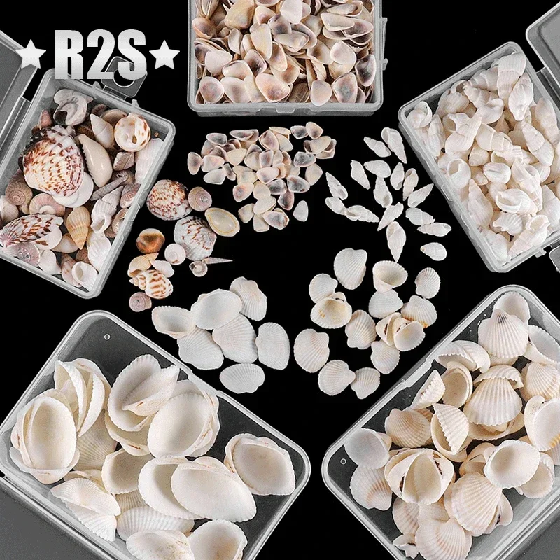 Natural Shell Ornaments Natural Mini Conch Sea Shells