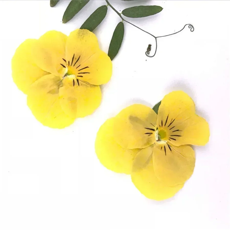 Dried Pansy Flowers 60X Pressed Dried Pansy Viola Tricolor L. Flower Plants Herbarium For Jewelry Postcard Bookmark Phone Case Scrapbook Candle DIY