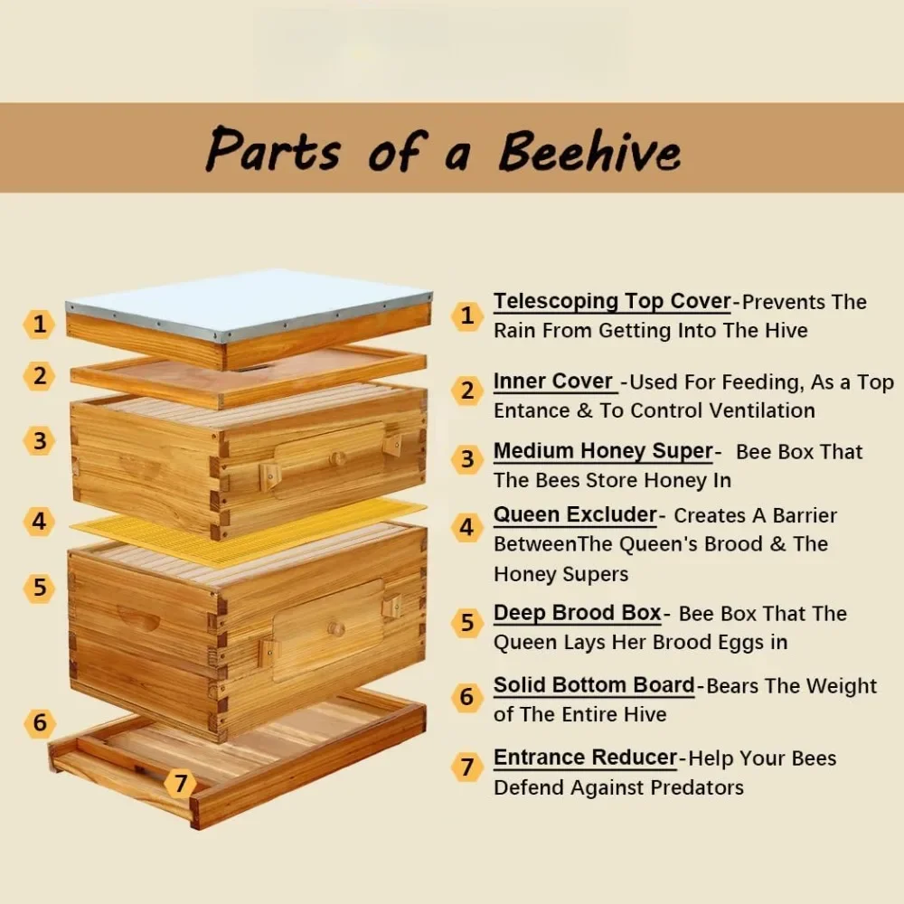 10-Frame Langstroth Bee Hive, Starter Kit with Beehive Frame and Waxed Foundation, 1 Deep Beehive Box & 1 Medium Box