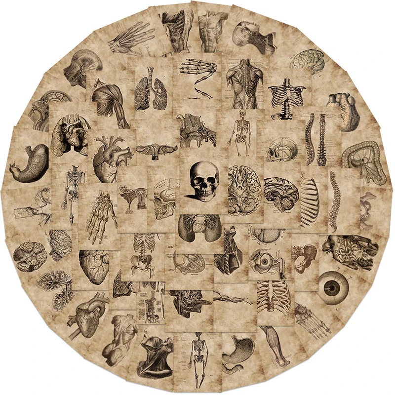 

10/30/56PCS Vintage Organ Diagram Sticky Graffiti Sticker Aesthetic Child PVC Phone Decorative Sketchbook Scrapbook for Kids