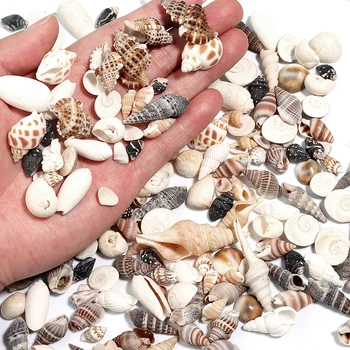 Natural Spiral Seashell Mix 1
