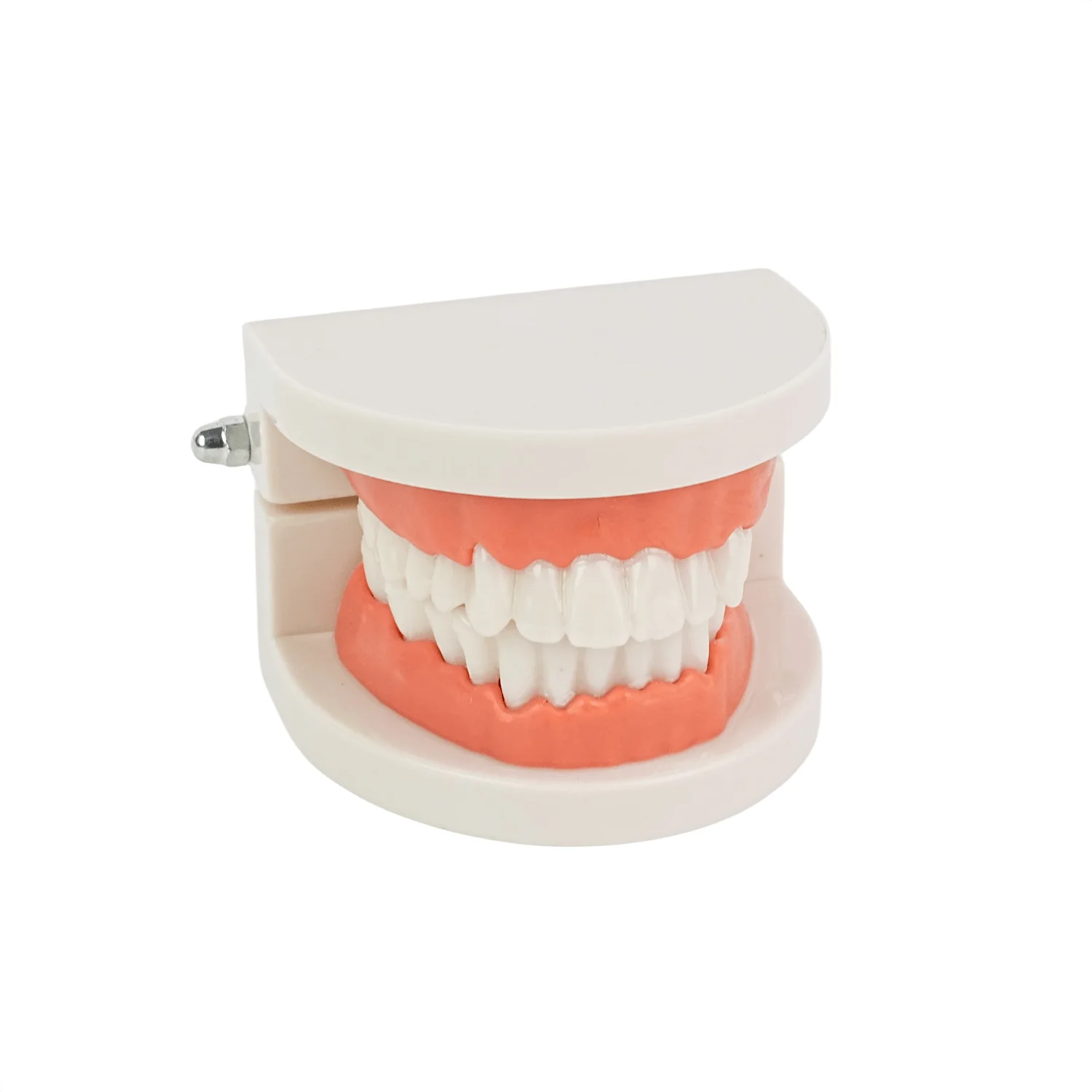 

Dental Standard Teeth Model With Study Teaching -28pcs Removable Teeth