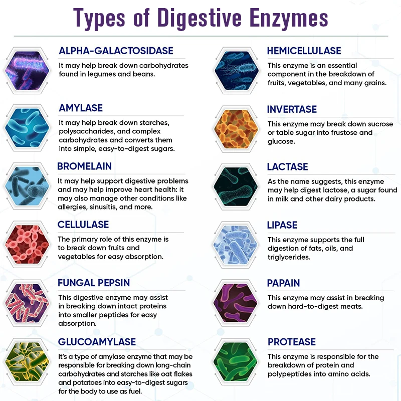Organic Enzymes Probiotic Capsule 100 Billion CFU Probiotics Nutrient Digestion & Gut Health Women & Men