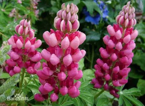 10PCS Colorful &quot; Lupinus micranthus Guss &quot; Fleshy Rose Incense Nature Plants Fresh Succulent Flowers Incense