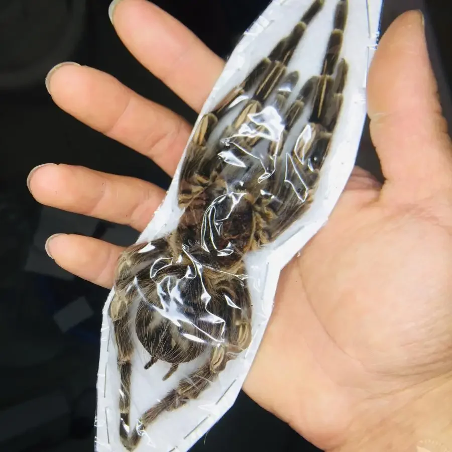 A-Cyrtophora Moluccensis Real Spider Insect Specimen Crafts Materials Museum Collection DIY Crafts Home Decoration Sculpture 5