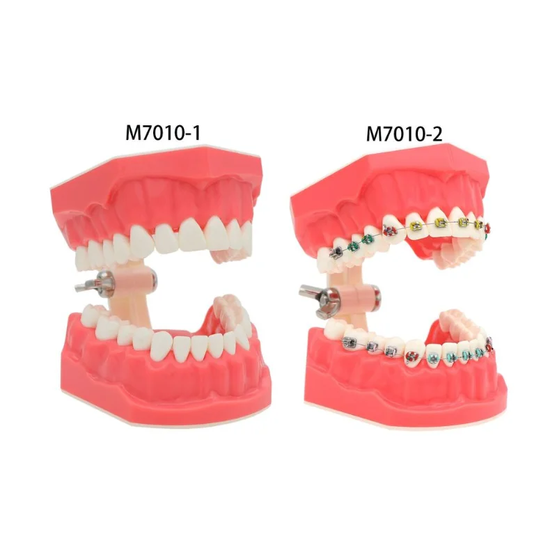Dental Orthodontic Model Typodont 11 Teeth Model With Bracket Braces