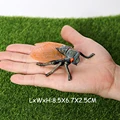 Cicada A