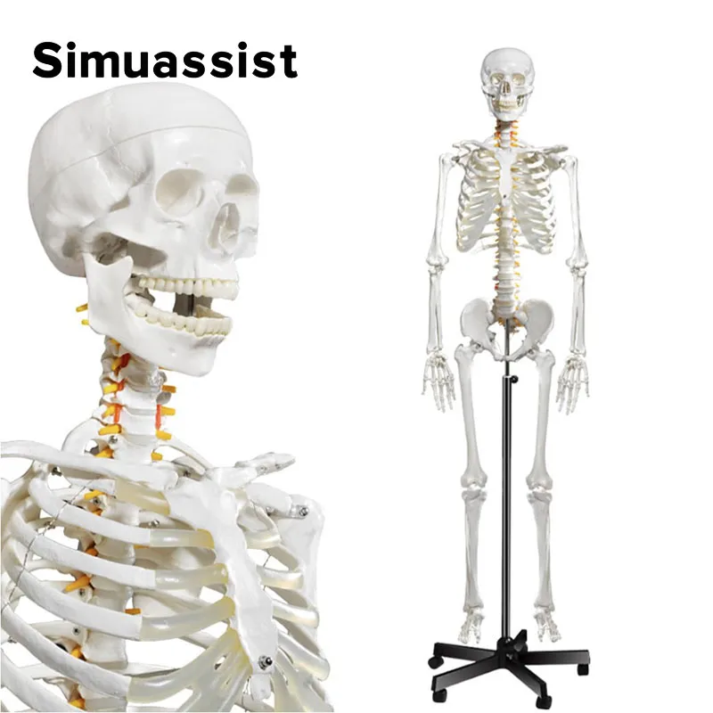 Human Skeleton 170cm Anatomy Model Life Size PVC Material Bone Include Nerve Roots Skeletal System Medical Science anatomical models