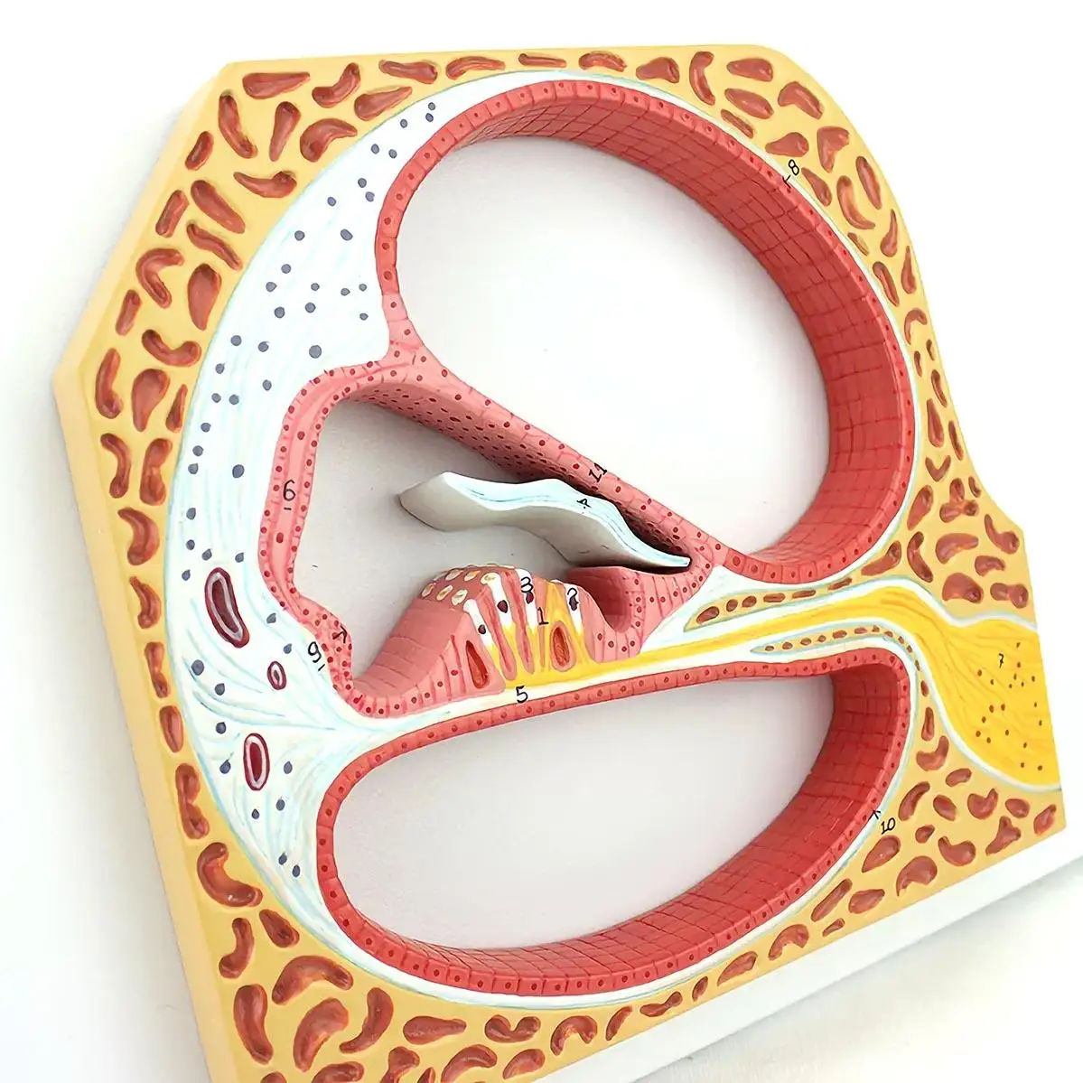 

Spirochete Magnified Cochlear And Corti Cuts Model Medical School