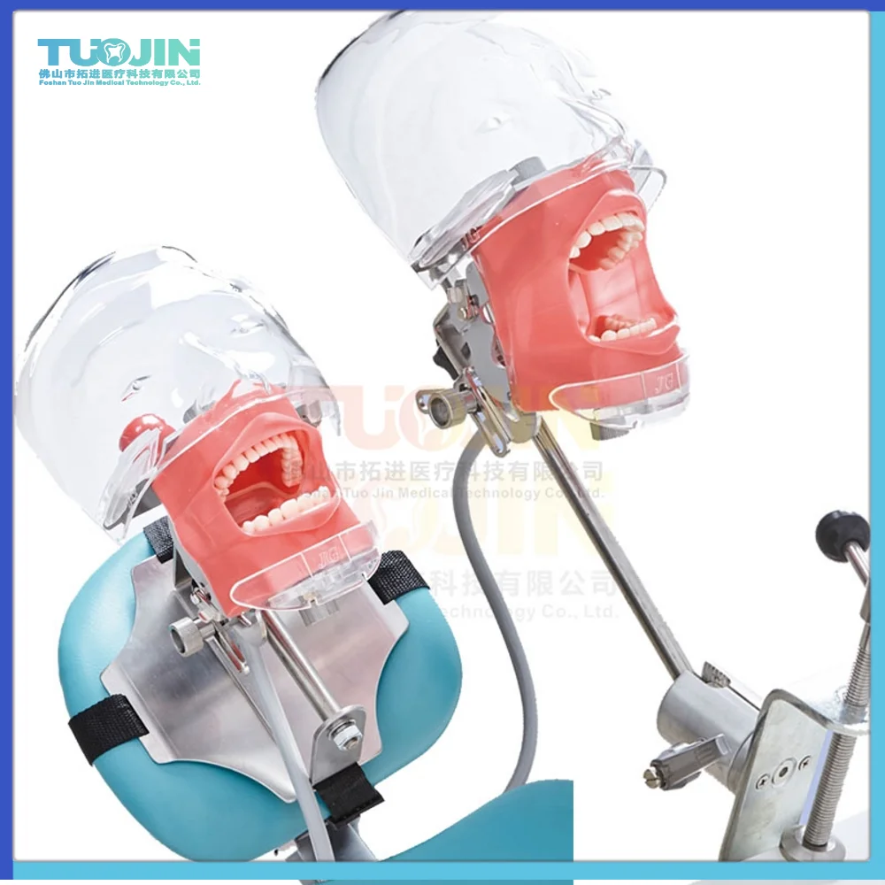 

Dentistry Equipment Simple Head Model Dental Simulator Phantom Manikin With Teeth For Dentist Teaching Practice Training Study