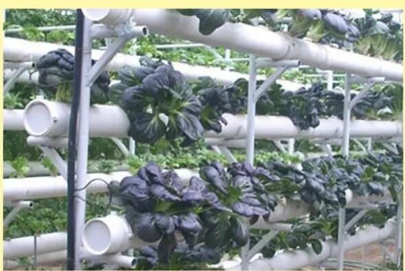 50Pcs Plant Grow Pots Net Nursery Cup Hydroponic colonization Mesh plastic Basket holder vegetable Planter Soilless greenhouse T 4