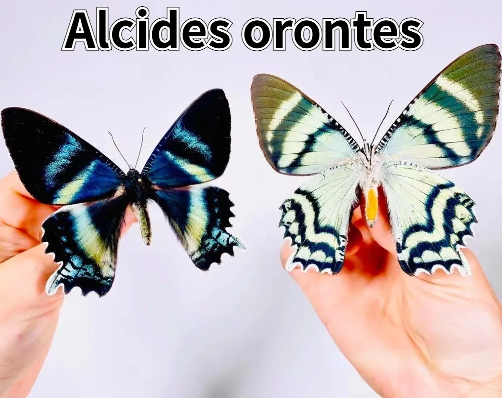 

Alcides Orontes Real Insect Butterfly Moth Specimens DIY Artwork Collection Exhibition Home Decoration Teaching Observation
