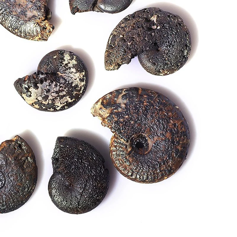5Pcs Marine Life Fossils Ancient Raw Stones Cephalopoda Specimen Collection Decorations