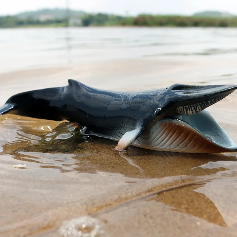 シミュレートされた海洋動物のクジラモデル,子供のための頑丈な