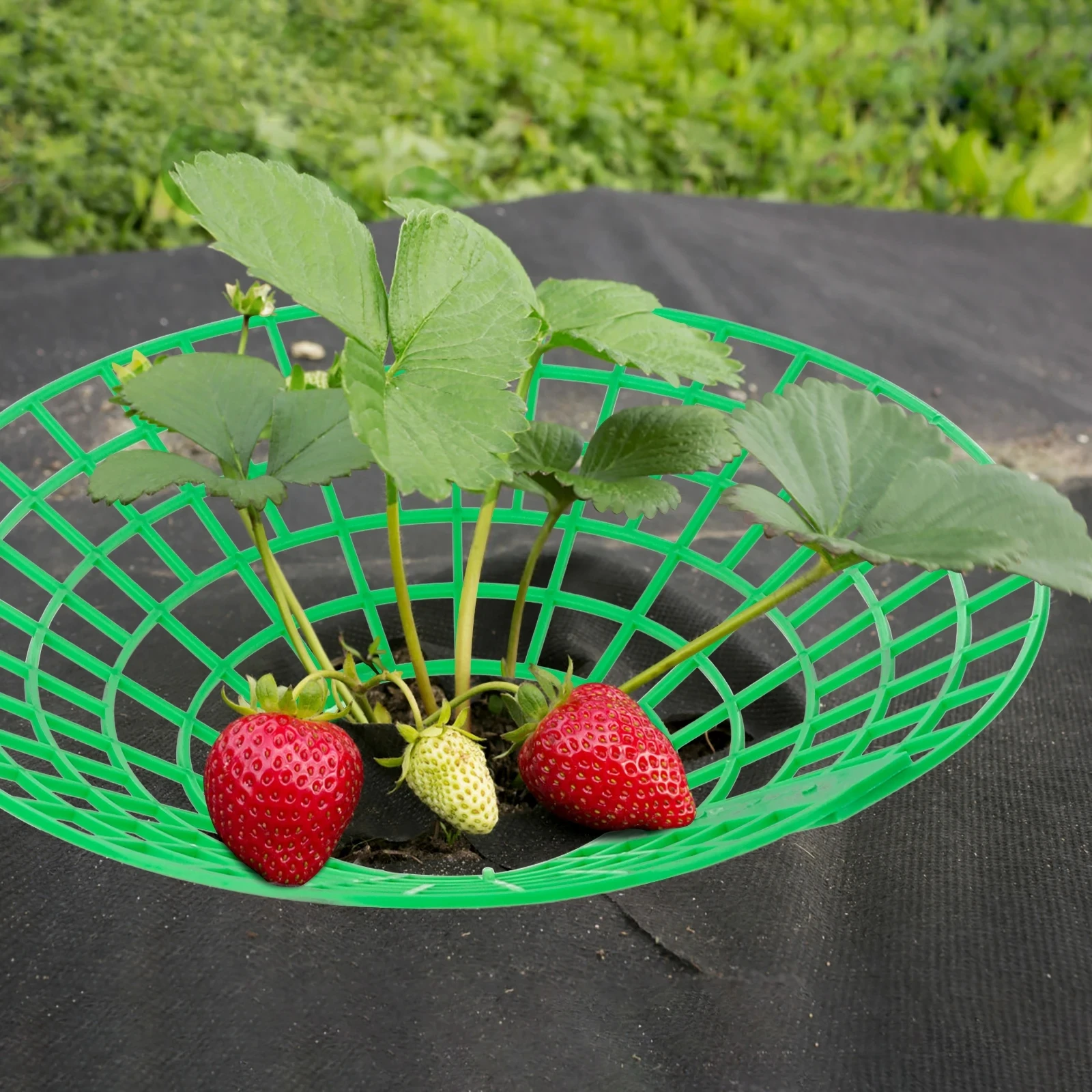 5/10Pcs Strawberry Plant Supports with 3 Sturdy Legs Strawberry Growing Racks Protector Frame Holder Cage From Mold Rot Dirt