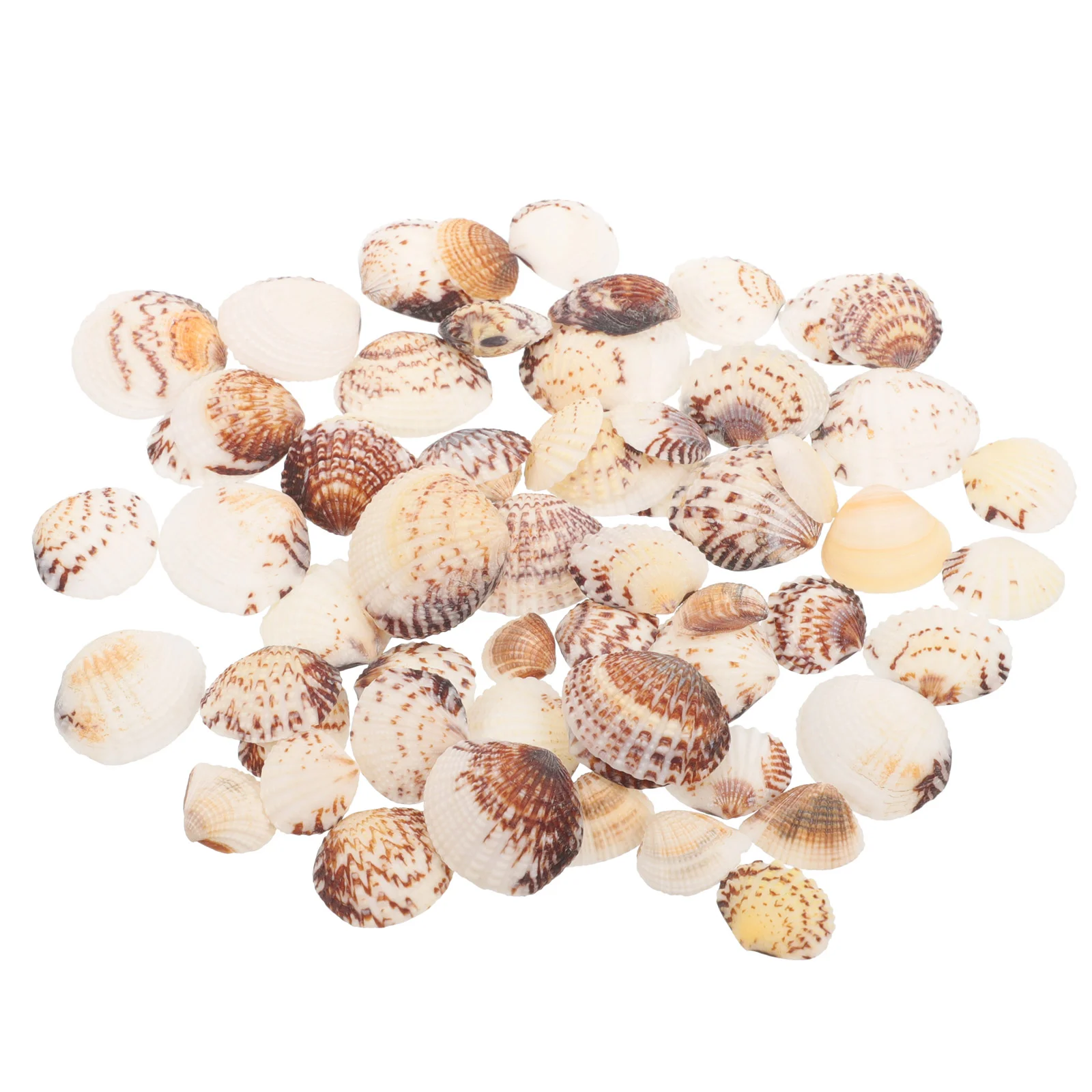 

1 bag of Handicraft Shells Decorative Clam Shells Craft DIY Home Seashell Ornaments