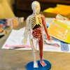 3D Montessori Puzzle Mannequin Human Anatomy Model Children's Learning Organs Toys Educational Body Learning Tools STEM Toys 1