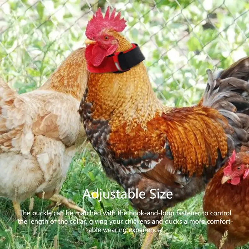 4 Pcs Chicken Ring Anti-noise Neck Belts Bands Waist Collars Rooster Stop-screaming Neckbands Anti-crowing