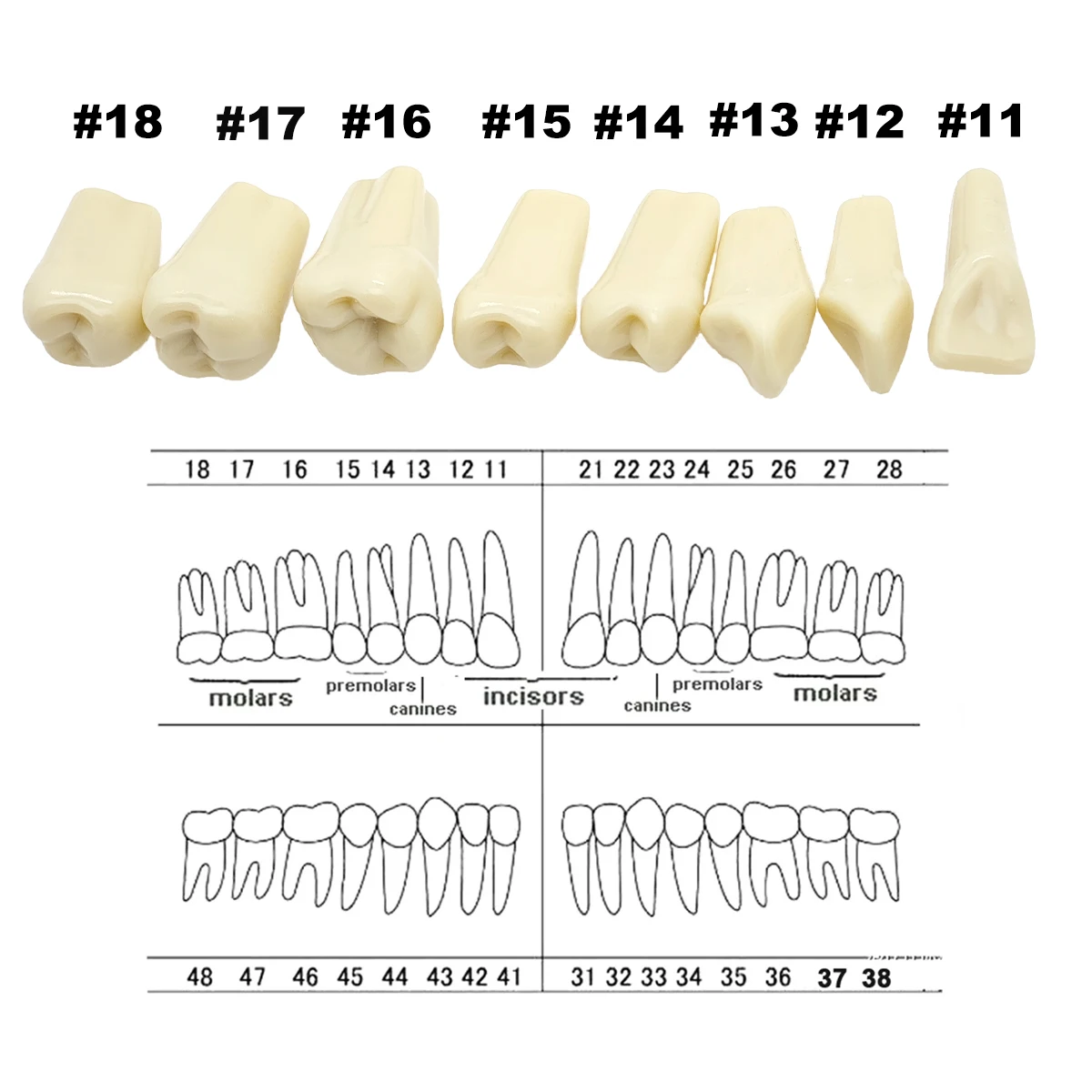 Frasaco A3 치아 모델 적합, 치아 입자 교체, 치과 준비 훈련, 32 개