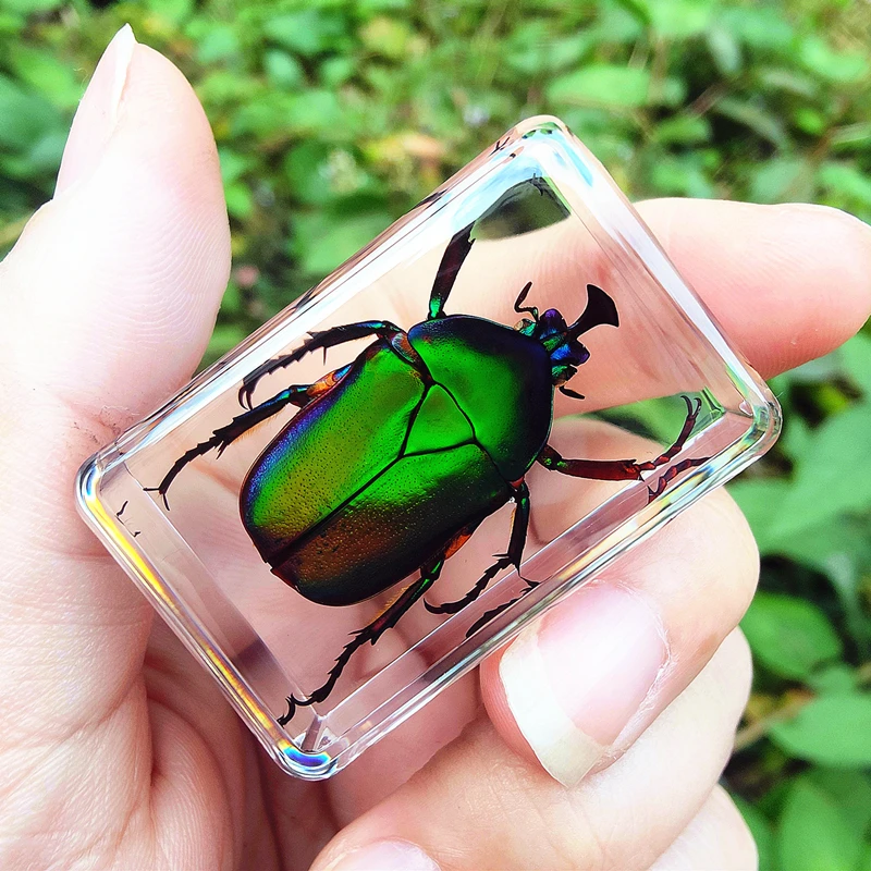 29 New Hot Selling Real Insect Resin Specimen Stag Beetle Locust Crab Scarab Bee Spider Teaching Collection Children's Cognition 4