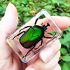 29 New Hot Selling Real Insect Resin Specimen Stag Beetle Locust Crab Scarab Bee Spider Teaching Collection Children's Cognition 4