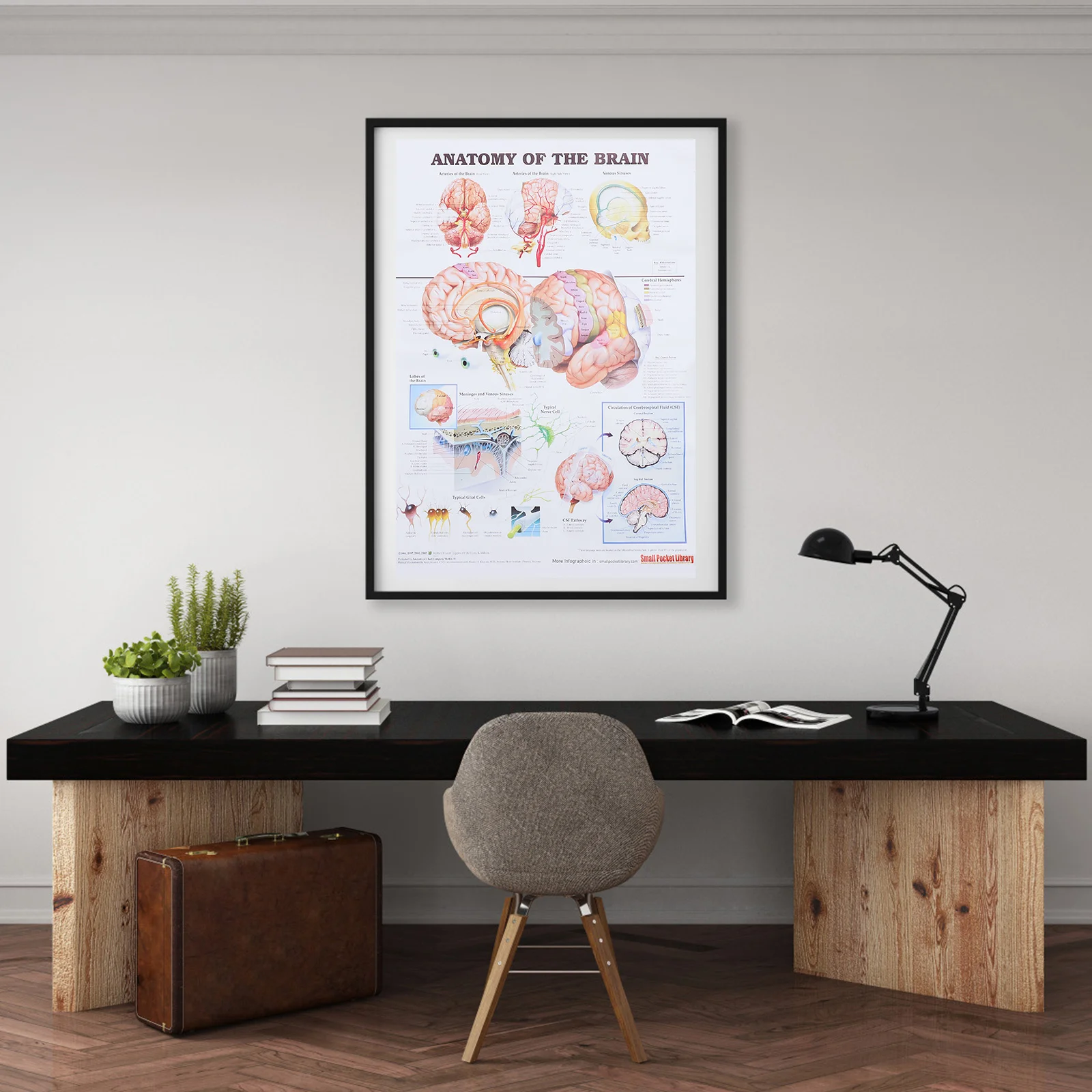 

Human Brain Anatomical Chart Wall Hanging Decor Poster Science Chart for Office