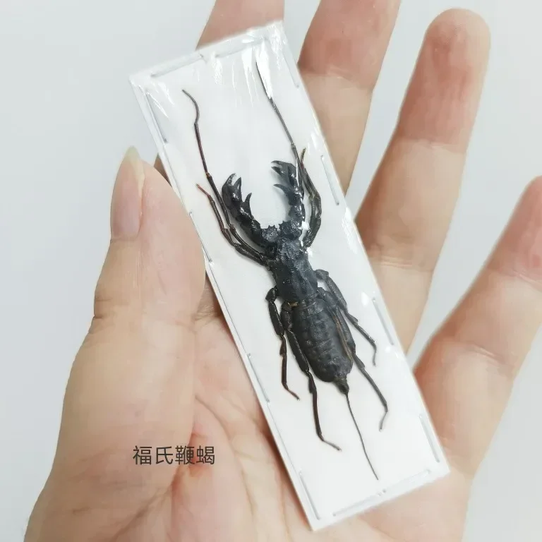 Real Beetle Blue Alien Scorpion Specimen Tarantula Giant Rainforest Insects Steam Beetle Collection Photography Home Decor 6