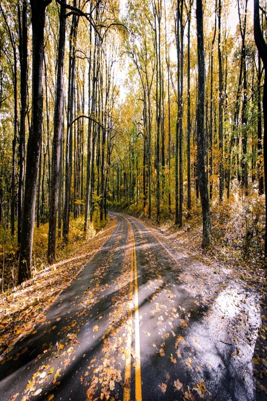 thumbnail image 1 of Fondo de fotografía de retrato para niños y adultos con carretera de Laeacco, camino sinuoso sin fin, paisaje natural, campo, árbol frondoso, 1 of 5