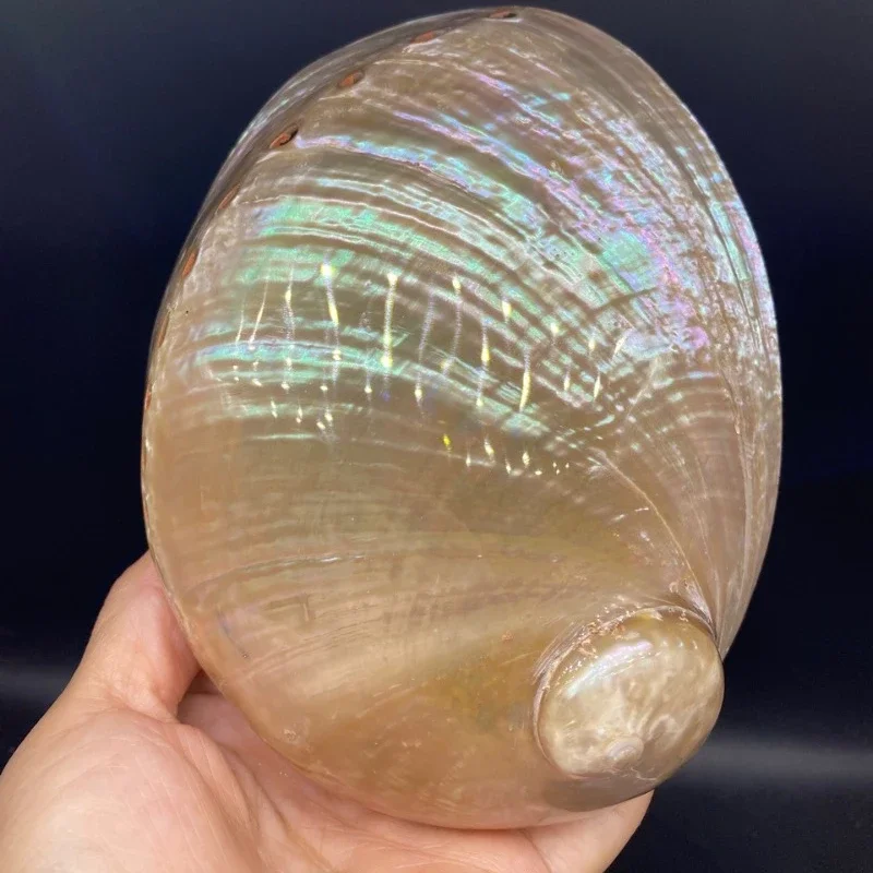 

14CM Colorful Champagne Haliotis Abalone Shell Natural Conch Nautical Home Decor Seashells Beach Decorations for Home
