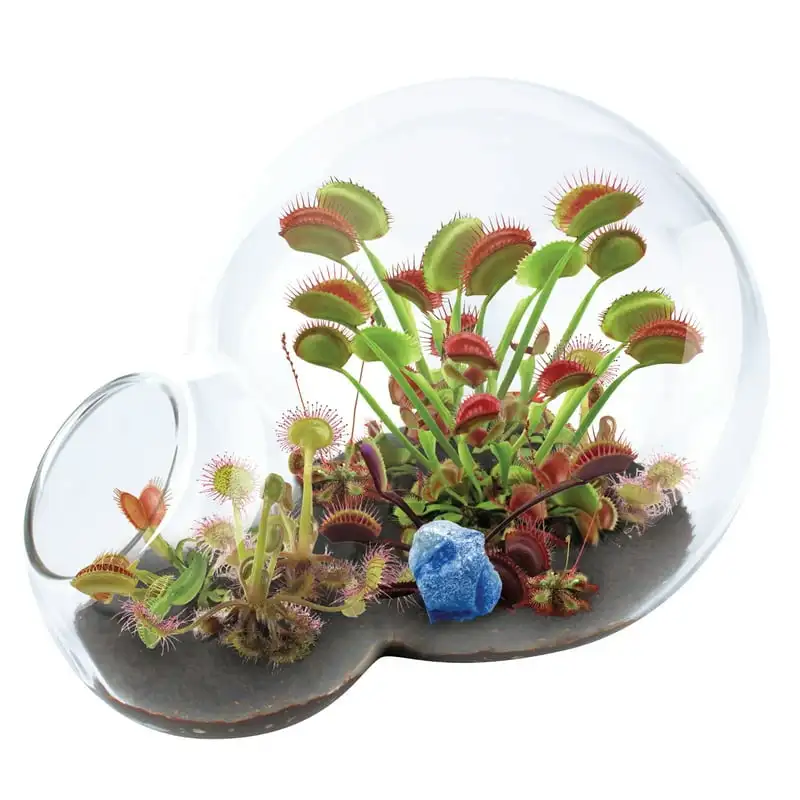 

Growarium Fly Trap and Sundew Terrarium