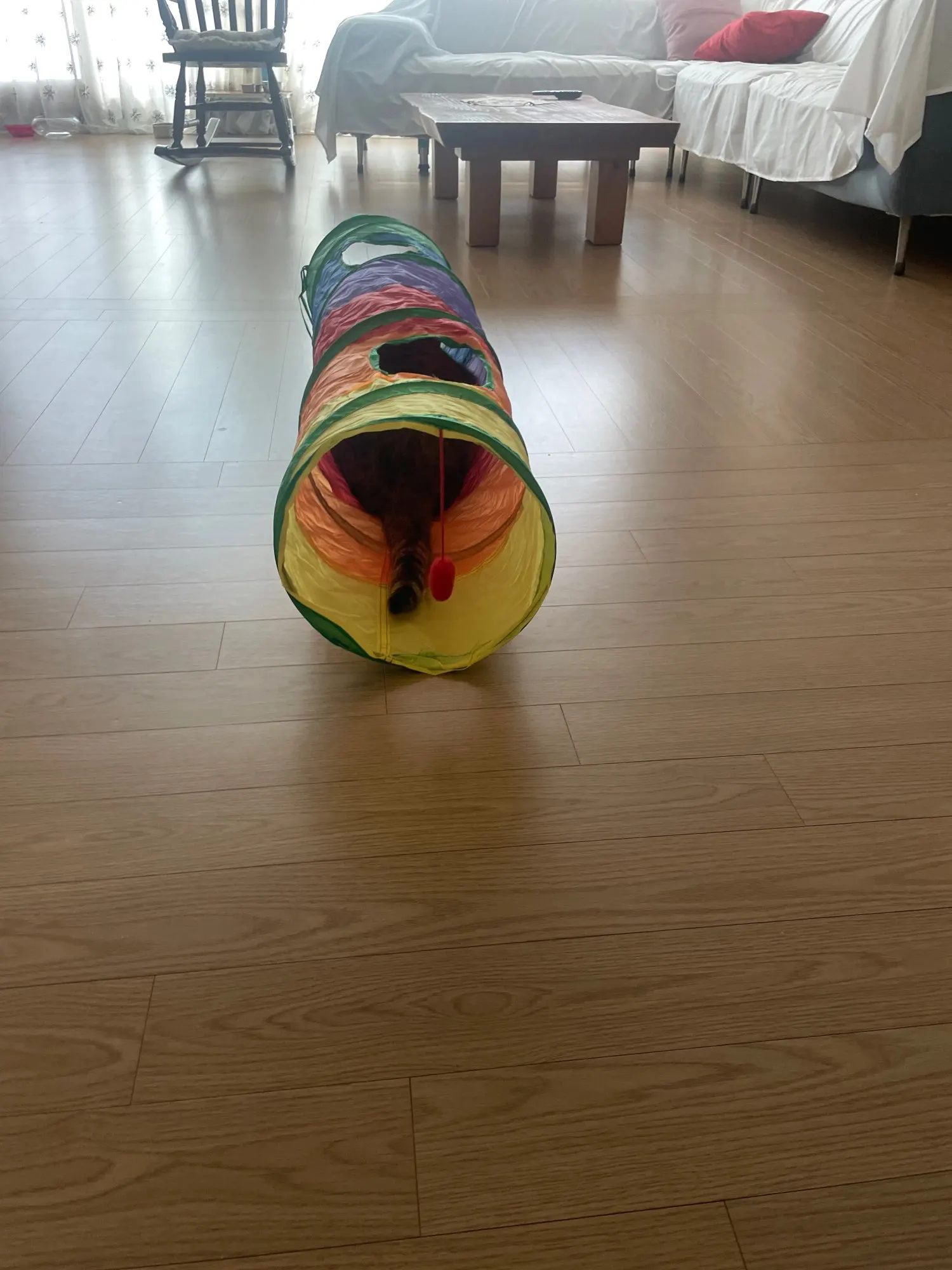 foldable Cat Tunnel Toy photo review