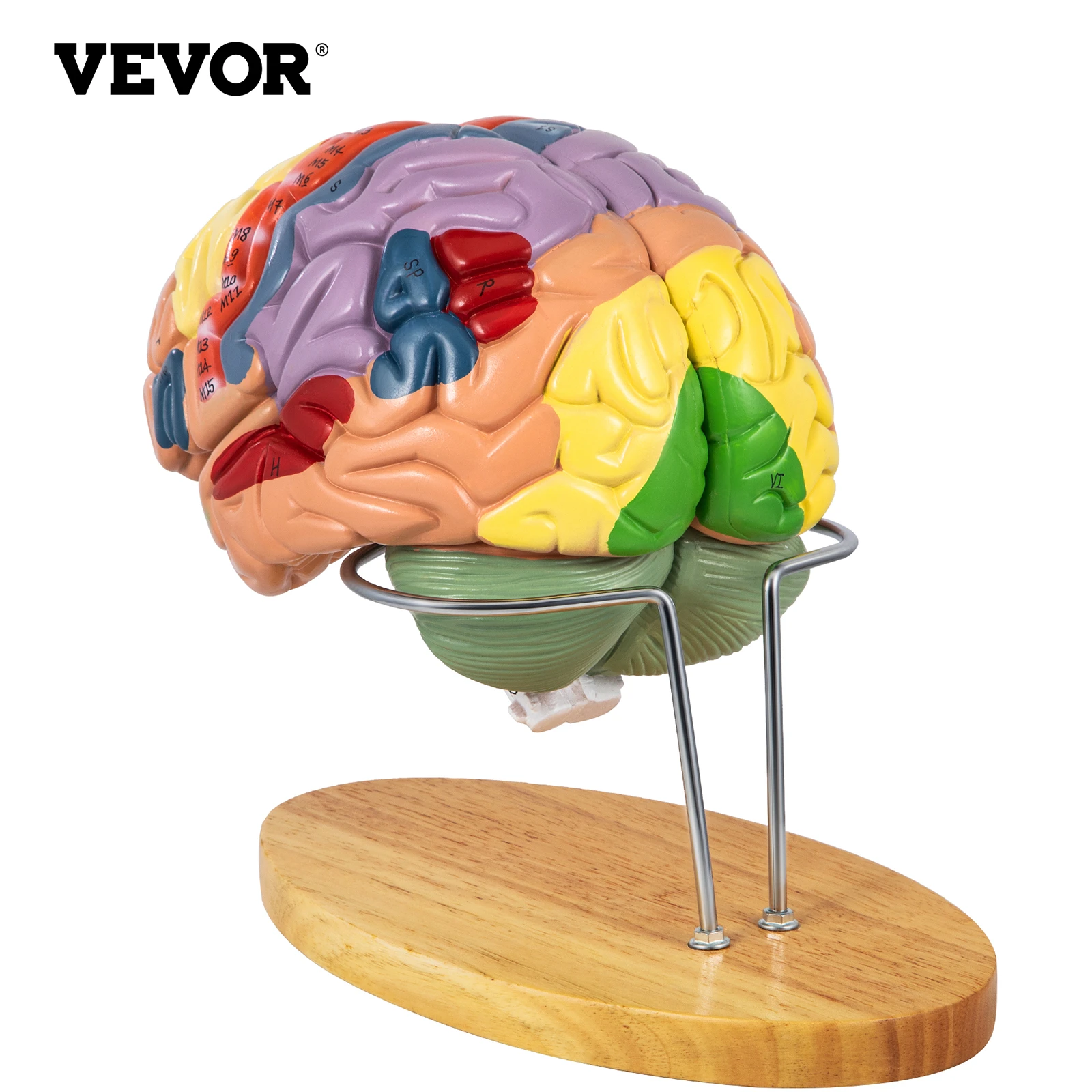 VEVOR Human Brain Model Anatomy 4-Part Model of Brain w/Labels & Display Base Color-Coded Life Size Science Classroom Display