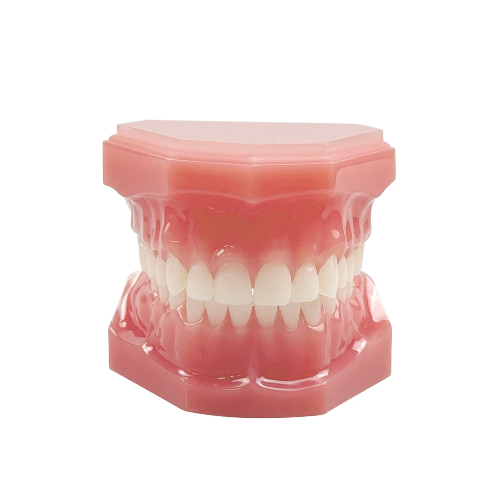 치과 고품질 28개 치아 표준 레진 모델 M7003 구강 연습 모델 치과 교육 및 훈련 도구
