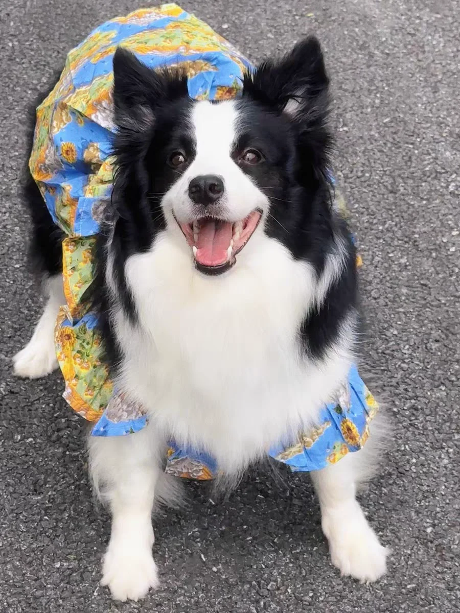 Summer Flower Cute Cat and Dog Clothes - PeticaDeals