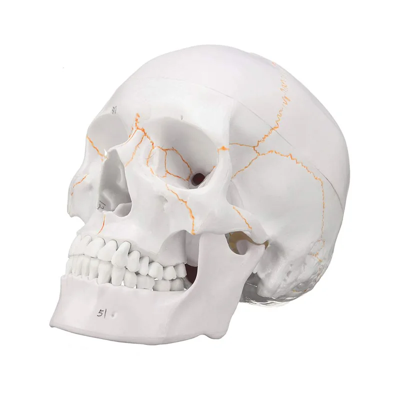 1:1 Lifesize Human Skeleton Skull Anatomy Model Medical Science Teaching Resources