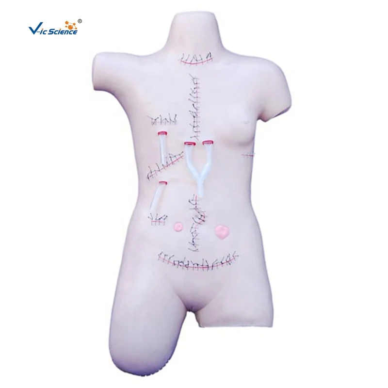 

Simulation training model of surgical suture