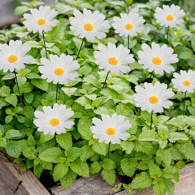 10Db Csomó Százszorszép Többcséket Színes Virágcserepek Kerti Udvari Növényi Dekorációk - Image 2