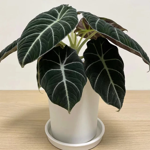 4Types Alocasiareginulaninja 10Db Kerti Dekoráció Növény Bonsai - Image 2