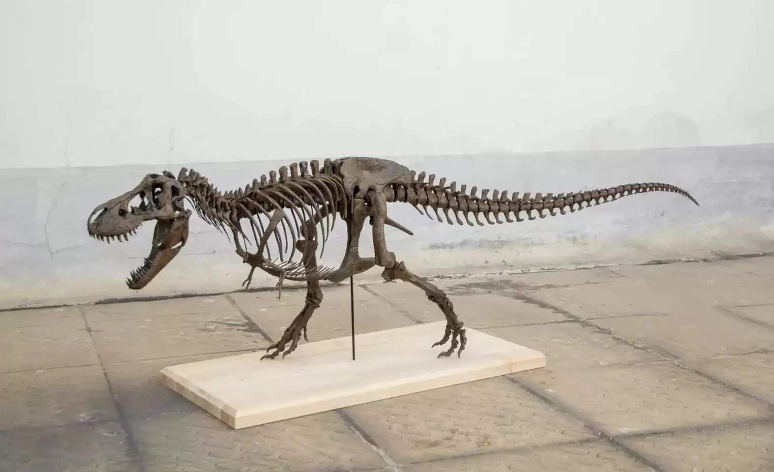 

VWUVWU 1/10 Tyrannosaurus Rex Skeleton Model T-Rex Dinosaur Animal Figure Collector GK Scene Desk Decoration Birthday Gift