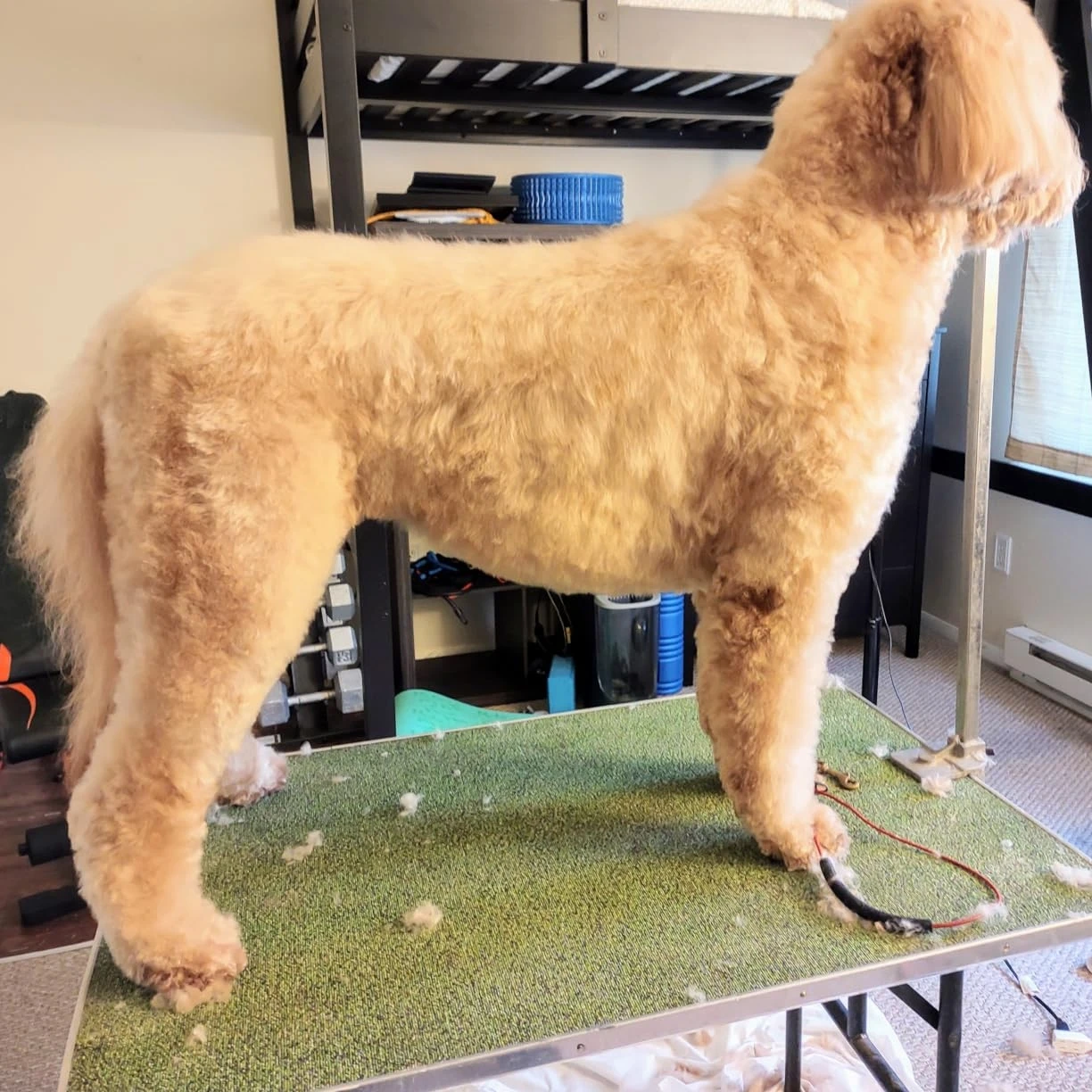 A5 blade Pet Dog Hair Trimmer Grooming Heiniger Laube Moser clipper Fit For most Andis & Oster