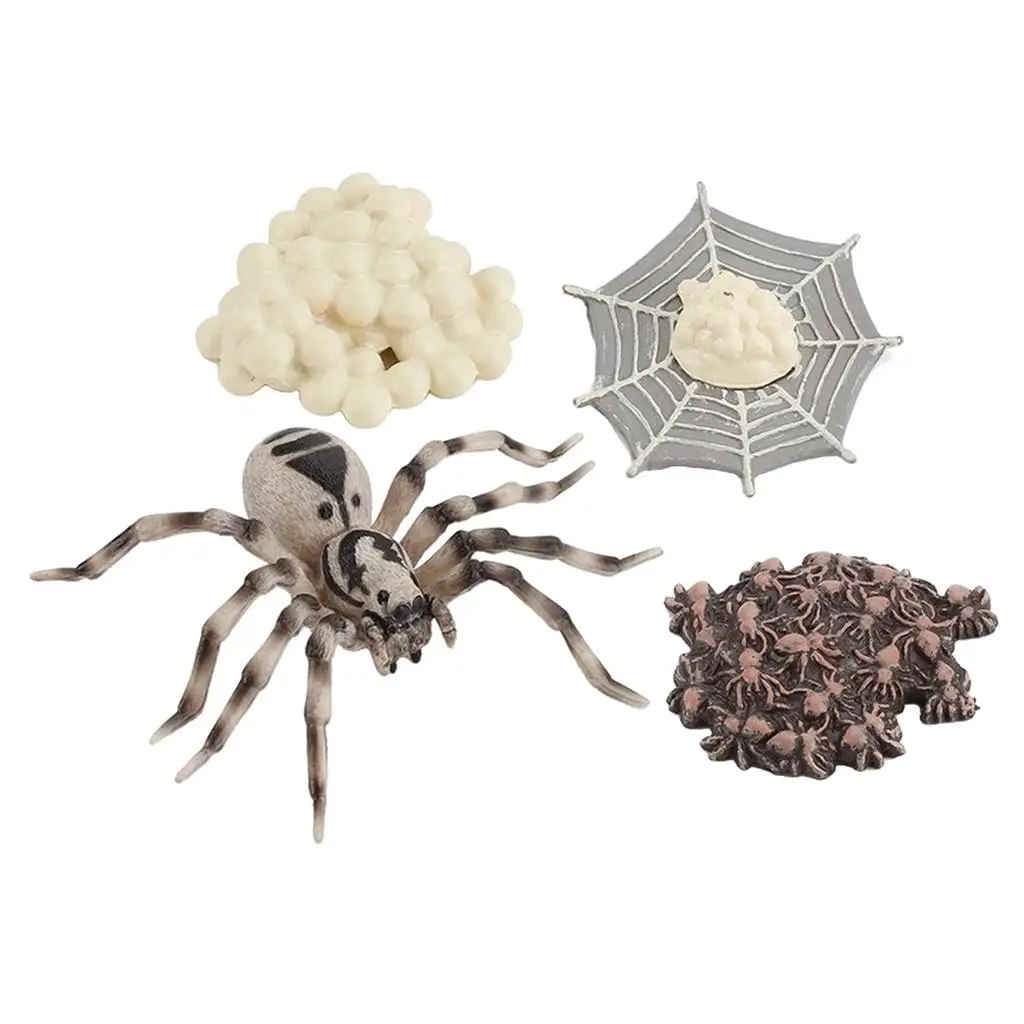 4 Pieces Life Cycle of A Spider, Animal Growth Cycle Includes Egg, Larva, 2