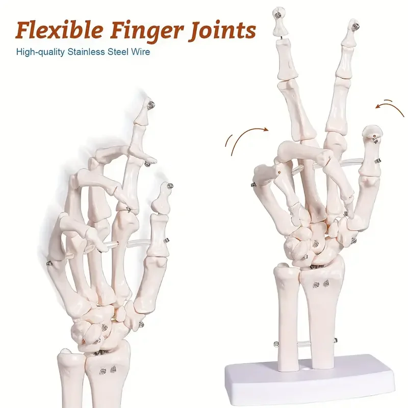 1pc Life-Like Human Hand Anatomy Model-Detailed Articulated Bones, Simulates Natural Movement for Medical Learning-Ulna & Ra