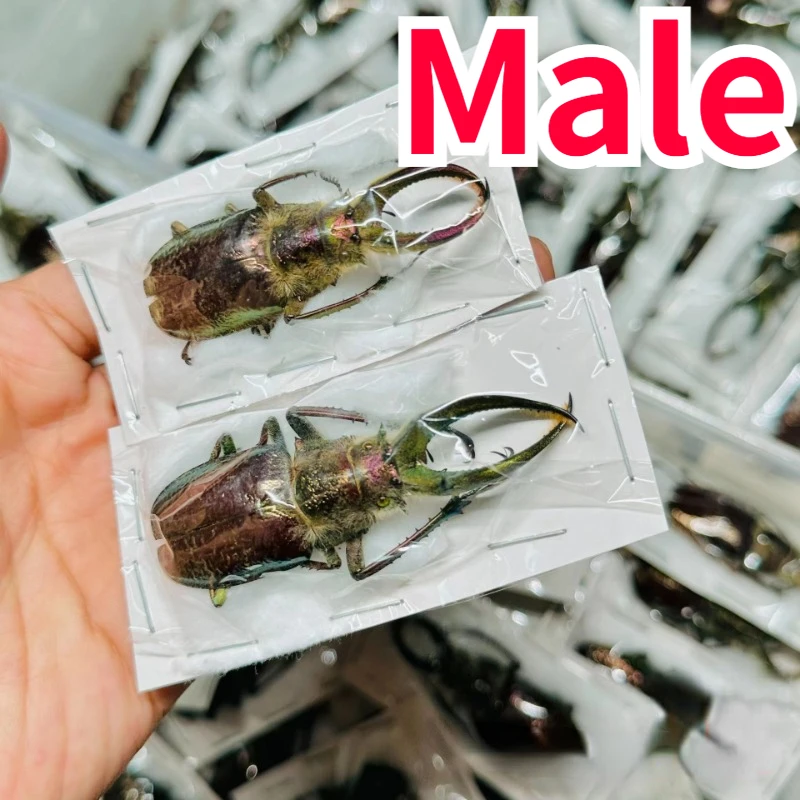 Sphaenognathus Feisthameli Real Insect Spade Beetle Insect Specimen Artwork Material Museum Collection Statues for Decoration 4