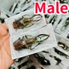 Sphaenognathus Feisthameli Real Insect Spade Beetle Insect Specimen Artwork Material Museum Collection Statues for Decoration 4