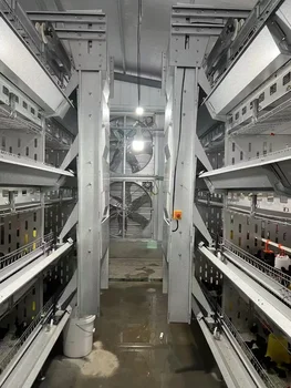 Chicken Cage Poultry Cage Large Intelligent Automatic Feeding Automatic Egg Collection with Egg Collection System 2
