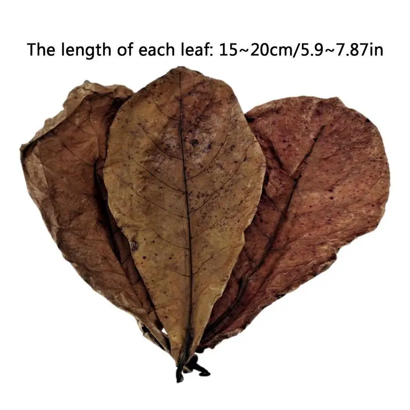 Aquarium Leaves 20Pcs Aquarium Catappa Leaves Indians Almond Leaves For Reduce PHs Softened Purified Water Quality For Fish Tank Pond & Aquarium