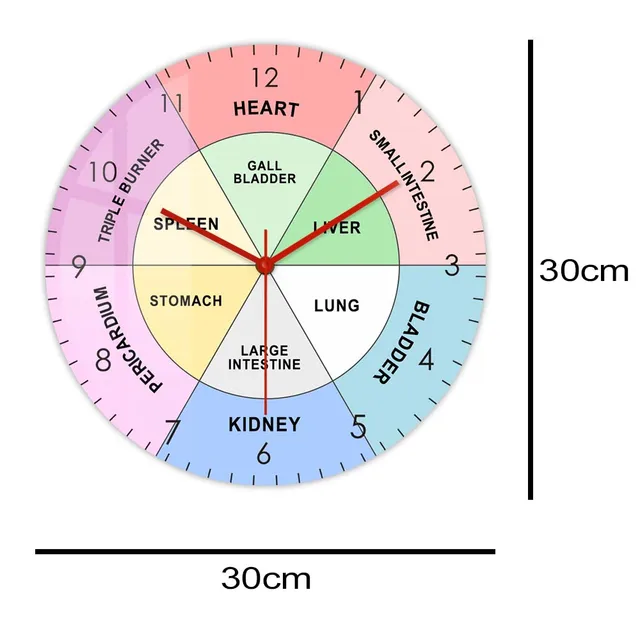 TCM clock elements meridians organs acupuncture Paper Plates | Zazzle